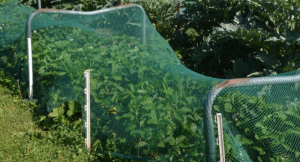 Filet anti-oiseaux vert  4x5m